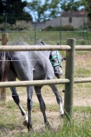pension paddock manege timide verite equitation dressage vente chevaux